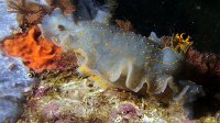 100 Doris géant (Hypselodoris picta)